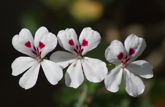 Pelargonium