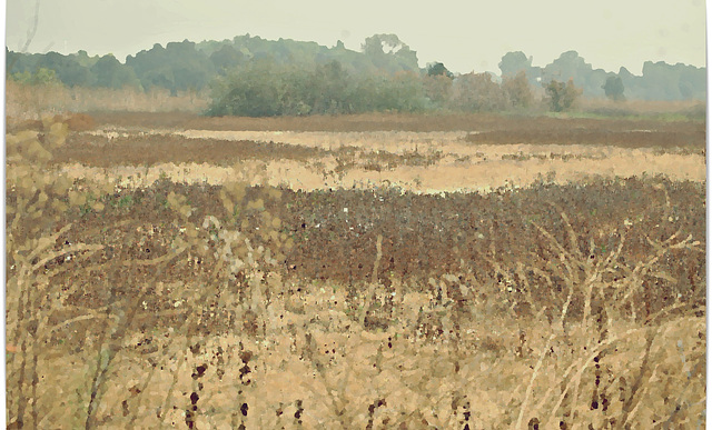 Cosumnes River Preserve