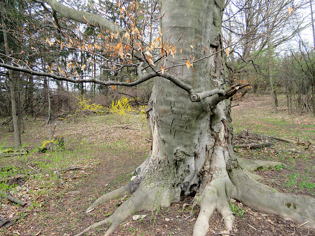 Leaf buds are starting to form