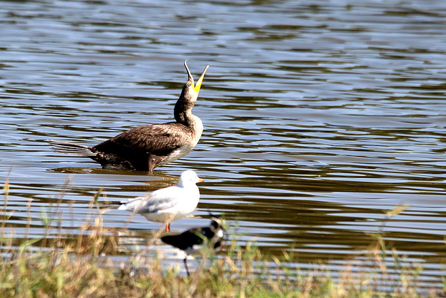 bayer aux corneilles !!! pour un cormoran!!! un comble