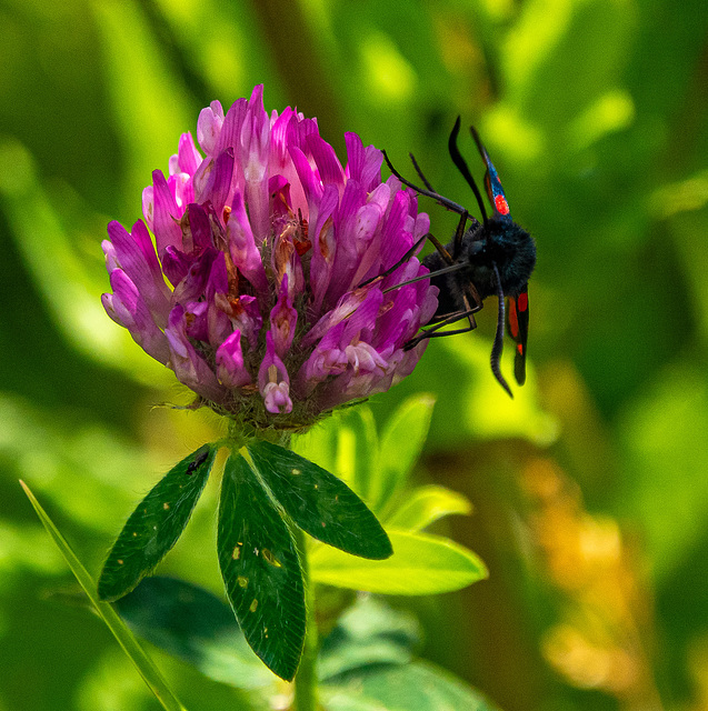 2A burnet moth