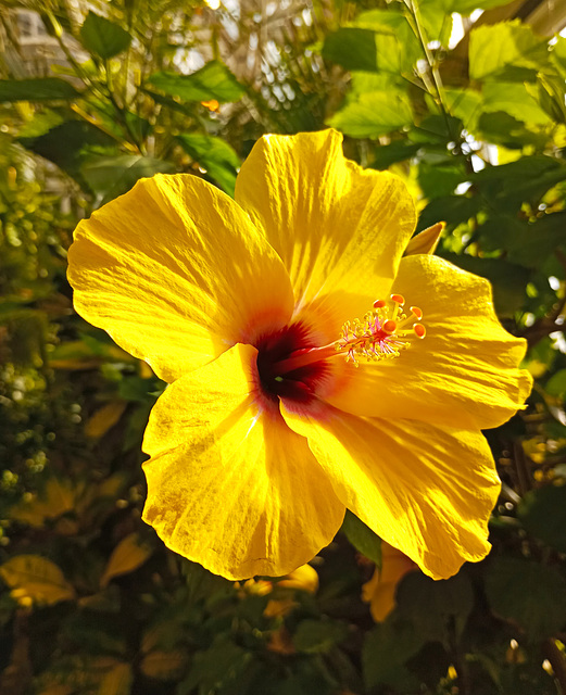 Yellow Hibiscus.