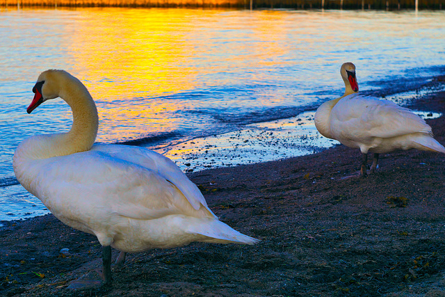 Schwanensee und die goldene Stunde