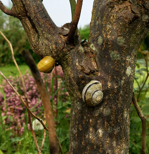 Faune du jardin