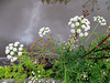 Canalside  flowers