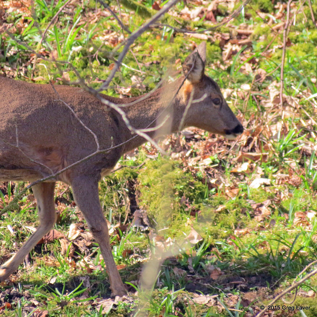 Muntjac Deer