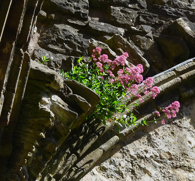 Red Campion at Tintern Abbey