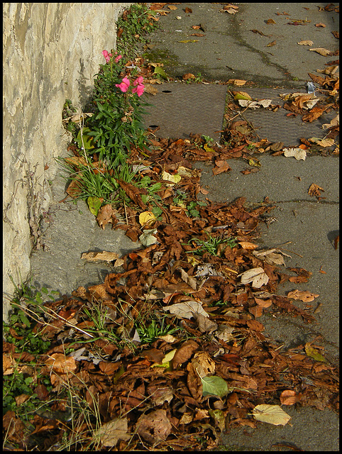 November snapdragons