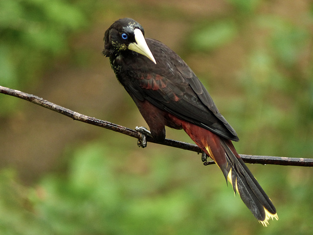 Crested Oropendola, Asa Wright Nature Centre, Trinidad