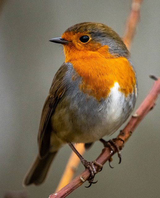 Robin