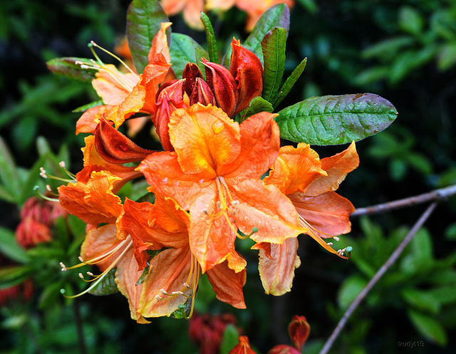 Azalea