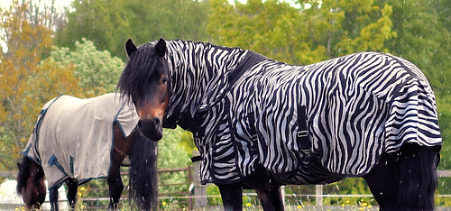 Horses in the rain.