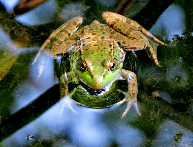 King of the pond