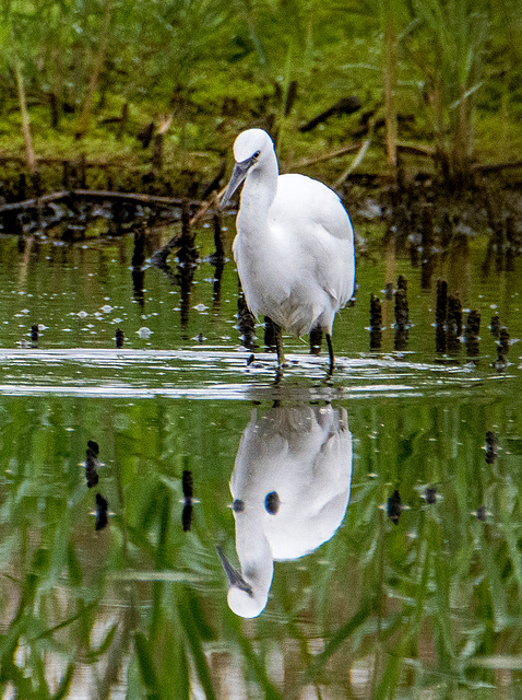 Little egret3