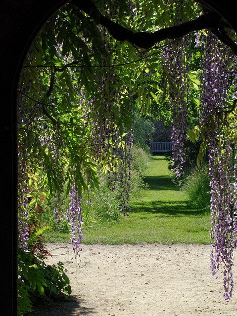 Wisteria