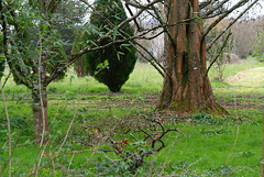 Metasequoia du Sechuan