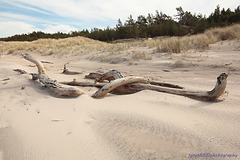 Słowiński Park Narodowy (51)