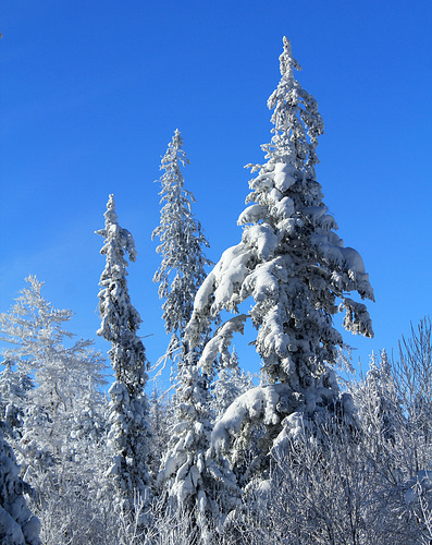 Winterwelt auf dem großen Feldberg