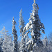 Winterwelt auf dem großen Feldberg