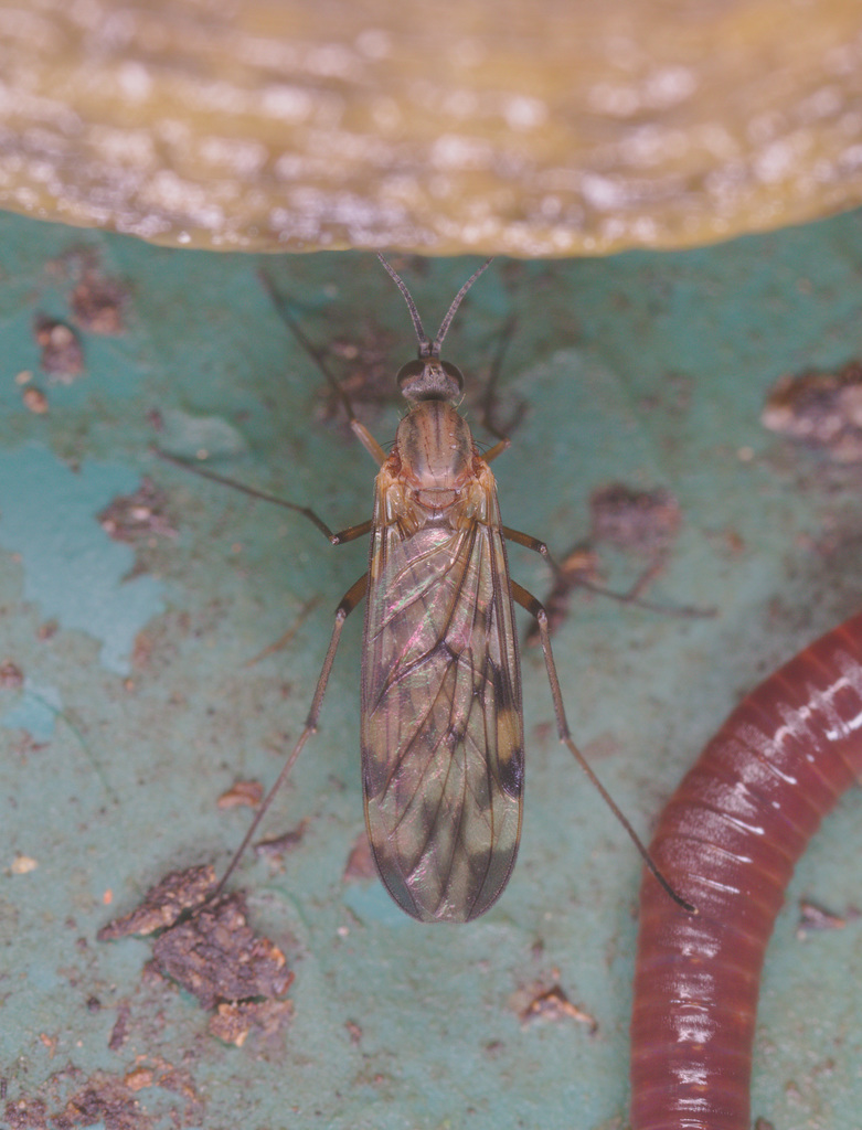 EF7A7603Flywormslug
