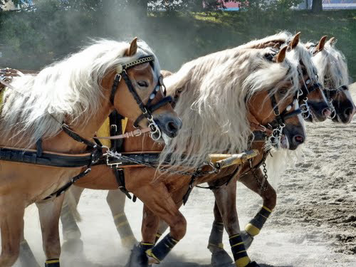 Landwirtschaftsausstellung Oktoberfest