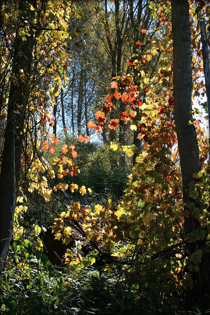 Goldener Oktobertag