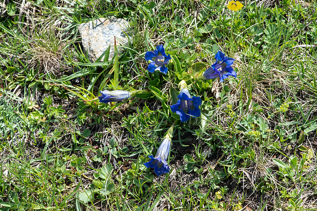 Gentiana acaulis - Kochs Enzian