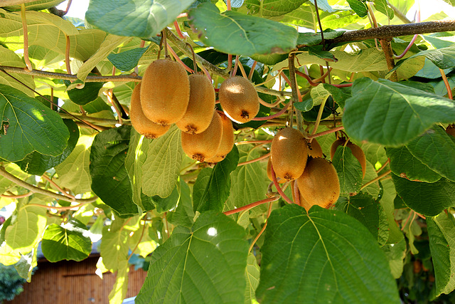 KIWIS in Südtirol