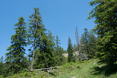 unterwegs auf der Alp Scharmoin (© Buelipix)