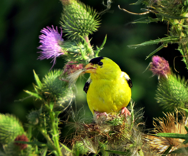 Goldfinch portrait