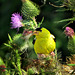 Goldfinch portrait