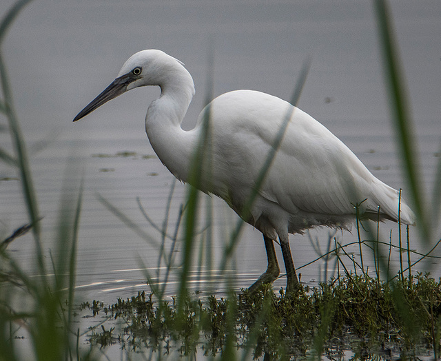 Little egret4