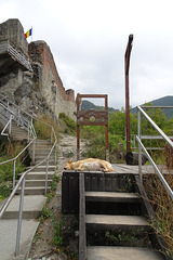 Sleeping Dog At The Poenari Citadel