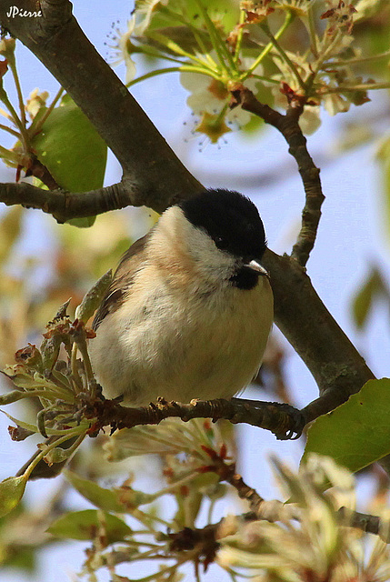 Mésange nonnette