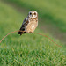 Hibou des marais /  short - eared Owl