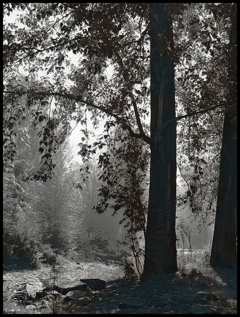 Creek in the morning.