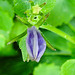 20230529 0314CPw [D~LIP] Dalmatiner Glockenblume (Campanula portenschlagiana), Bad Salzuflen