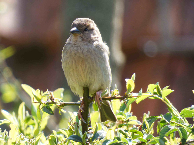 Moineau domestique