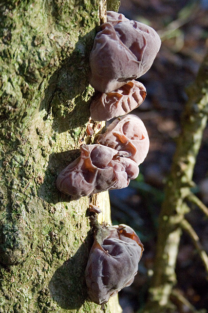 'Jew's Ear Fungus'  Hirneola auricula-judae