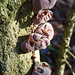 'Jew's Ear Fungus'  Hirneola auricula-judae