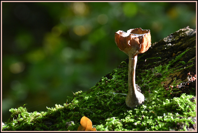 Old Goblet