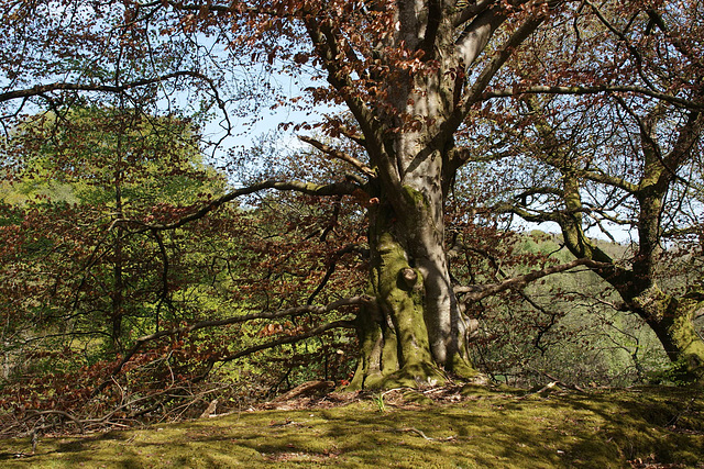 Springtime In Galloway