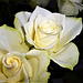 Superb white roses - perfect for pictures