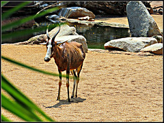 Biopark Valencia, 86