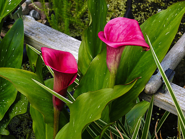 20210811 2382CPw [D~LIP] Gefleckte Calla (Zantedeschia albomaculata), Bad Salzuflen