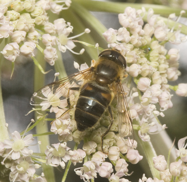 IMG 0991 Hoverfly-1