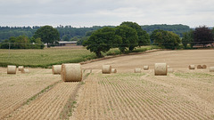 Very early finish; Harvest 2025