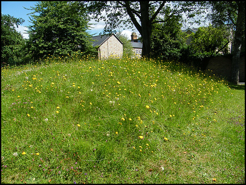 summery mound of uncut grass