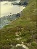 Greenbank Cove. The path to the beach.