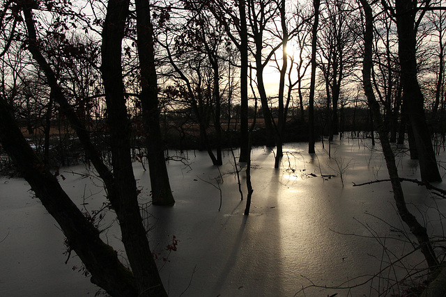 Bargerveen/Bargermoor